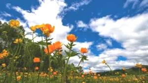 Cemreler Sırasıyla Geldi! Su ve Toprak İçin Tarihler Belirlendi!